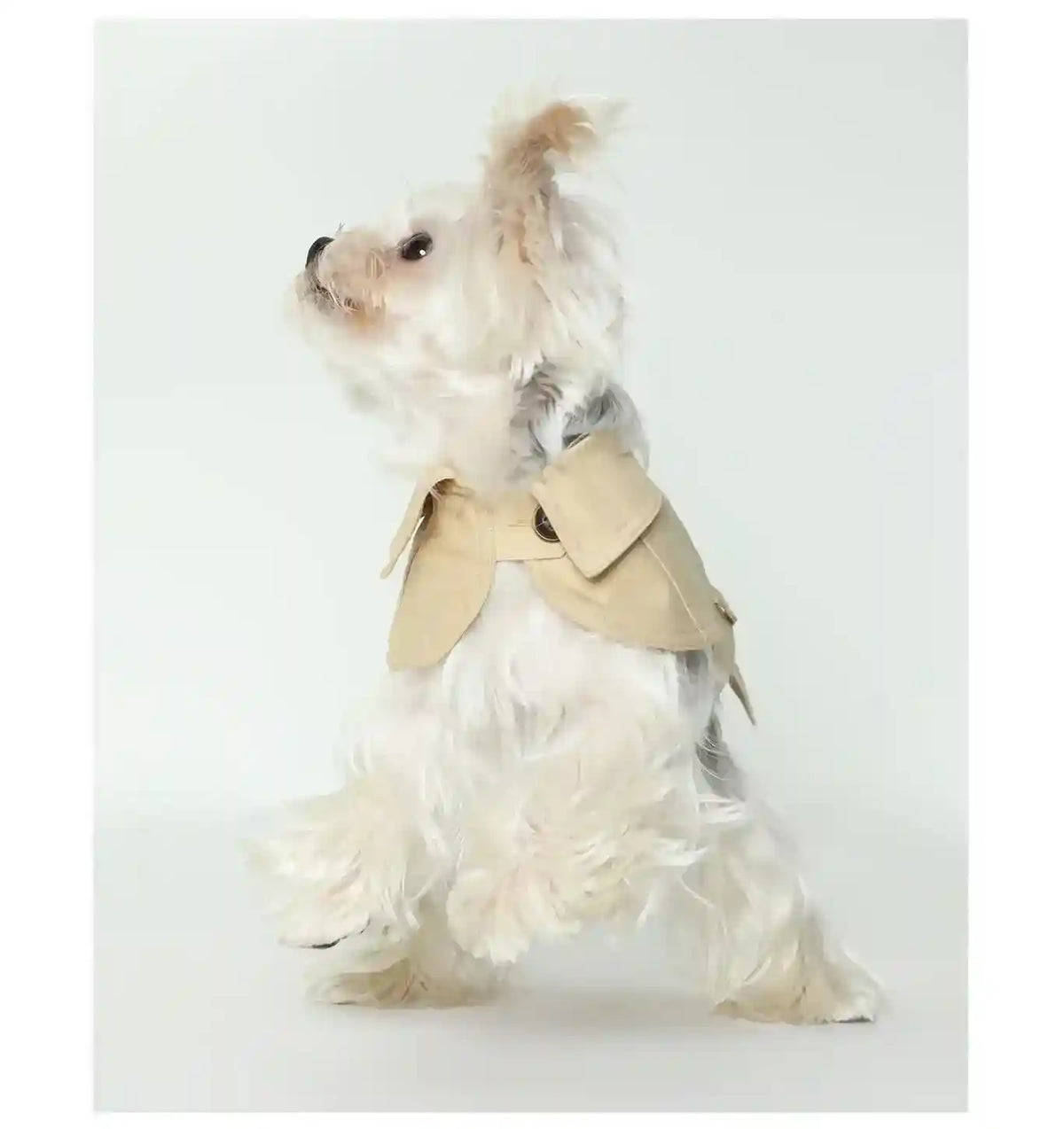 Cappottino Versaille Leggero con Fascia Regolabile by Dog Moda