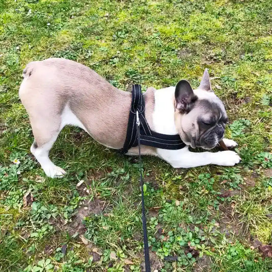 Pettorina norvegese per cani imbottita - DogFod by Dog Moda
