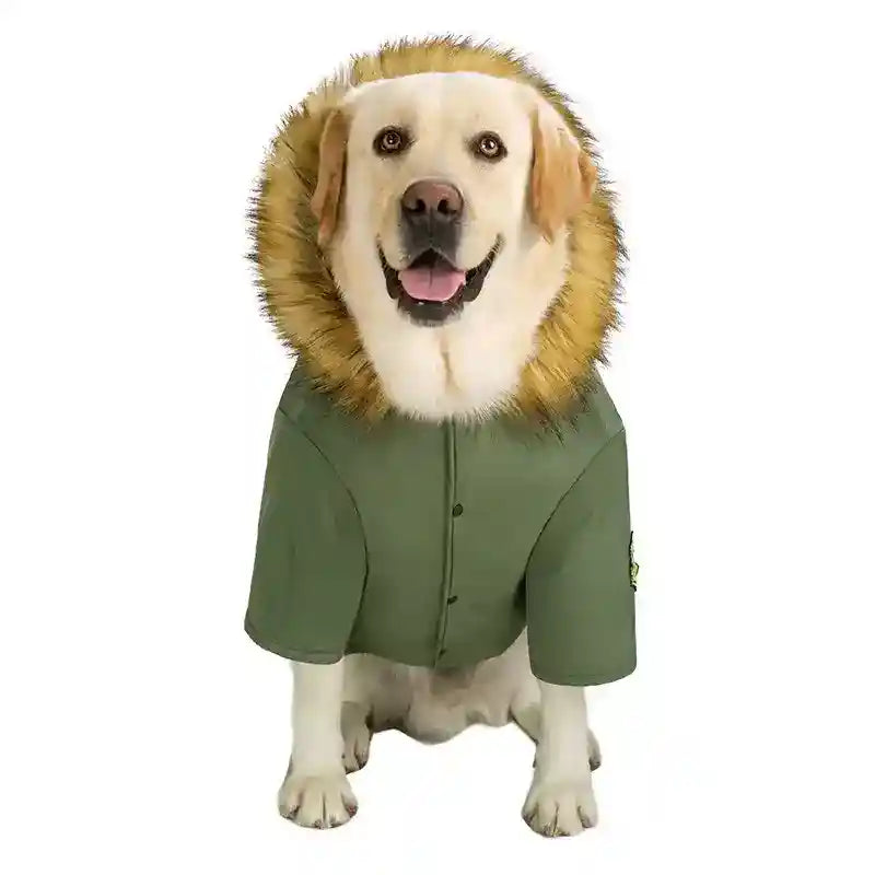 Labrador retriever dog wearing green winter jacket with faux fur hood sitting on white background