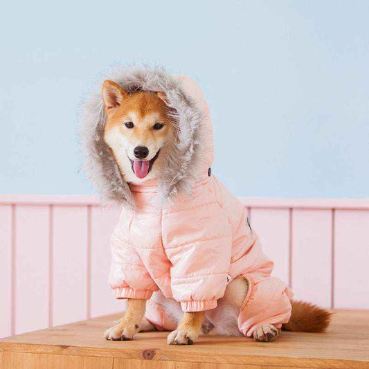 Shiba Inu dog wearing a pink puffer jacket with fur-lined hood sitting on wooden table