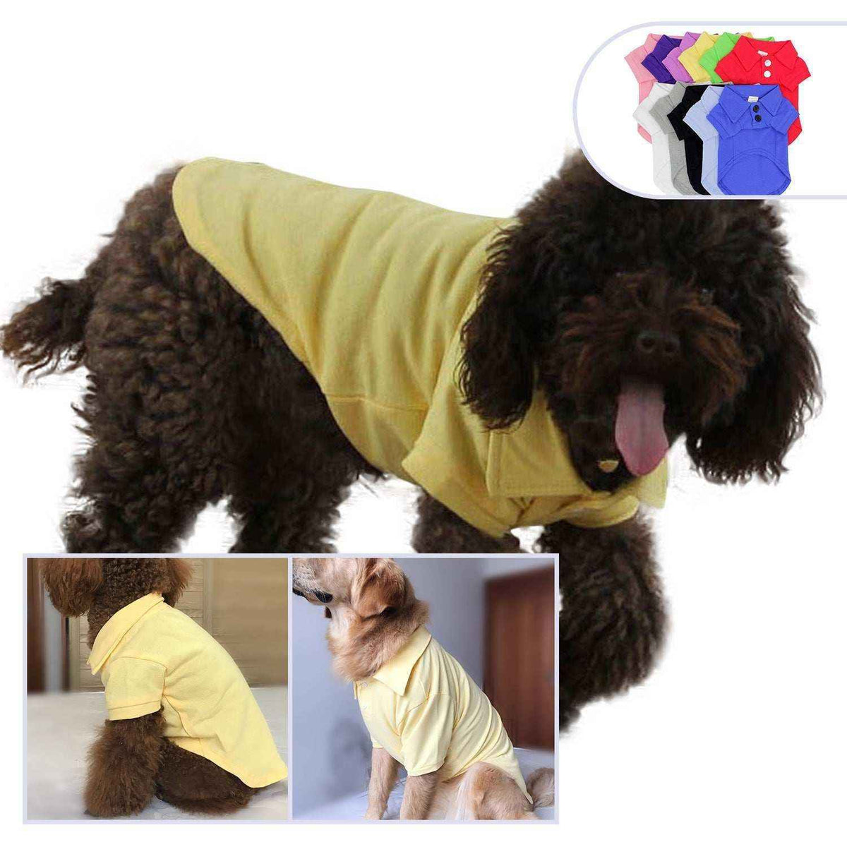Curly brown dog and golden retriever wearing yellow polo dog shirts with collar and buttons