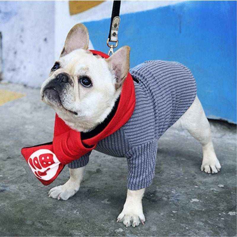 French Bulldog wearing gray striped sweater and red scarf with white design on a leash outdoors