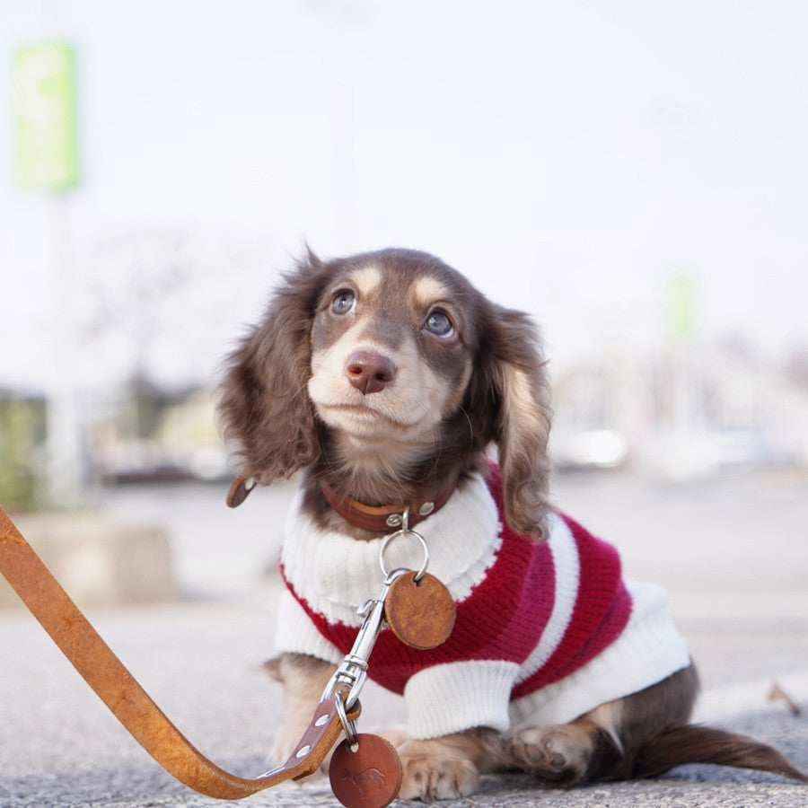Maglioncino a Righe Bianche e Rosse per Cani – Adatto al Bassotto e Non Solo - Dog Moda