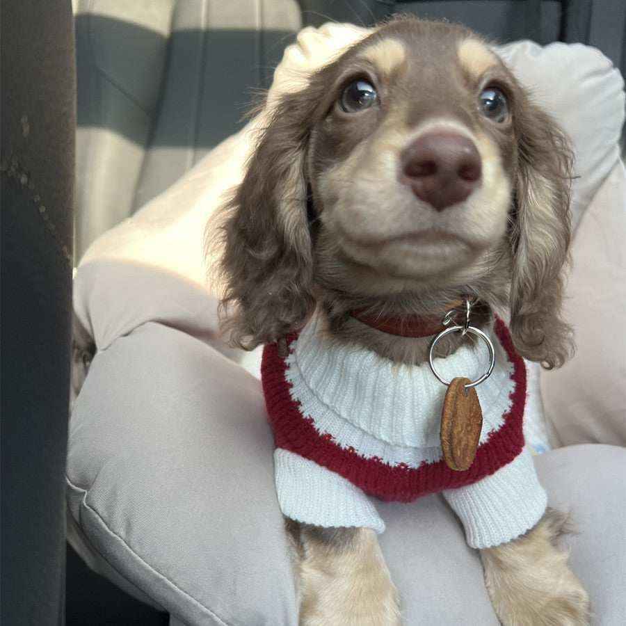 Maglioncino a Righe Bianche e Rosse per Cani – Adatto al Bassotto e Non Solo - Dog Moda