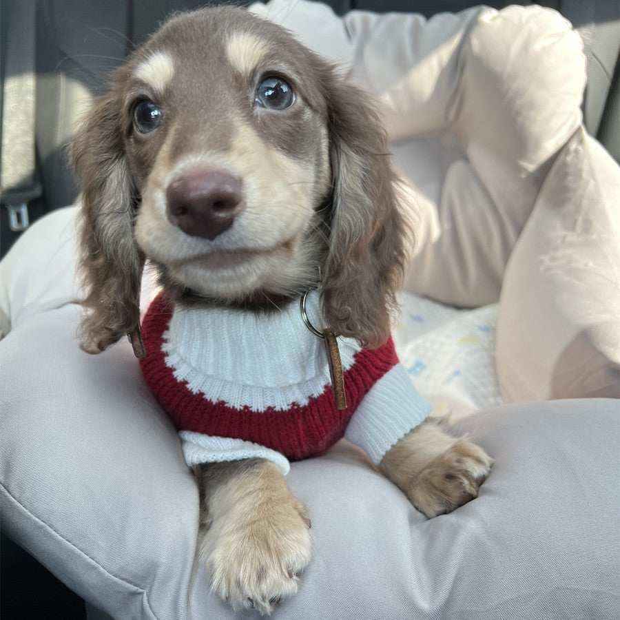 Maglioncino a Righe Bianche e Rosse per Cani – Adatto al Bassotto e Non Solo - Dog Moda