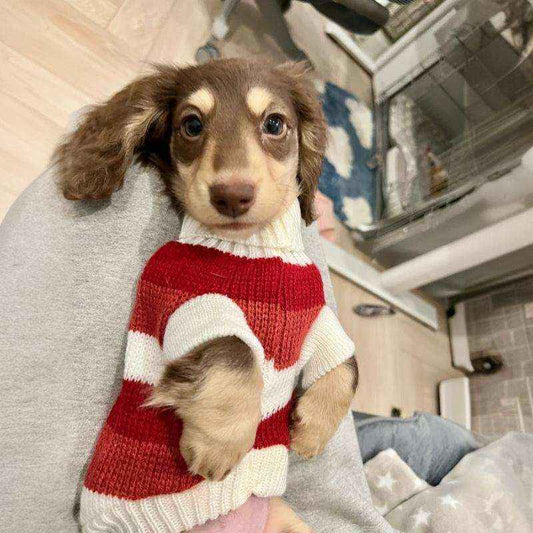 Maglioncino a Righe Bianche e Rosse per Cani – Adatto al Bassotto e Non Solo - Dog Moda