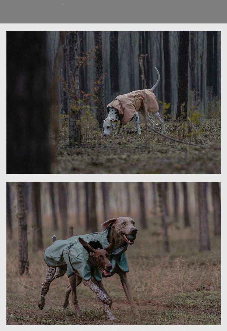 Dalmatian dog wearing a brown coat sniffing in a forest and two dogs in green coats running energetically among trees