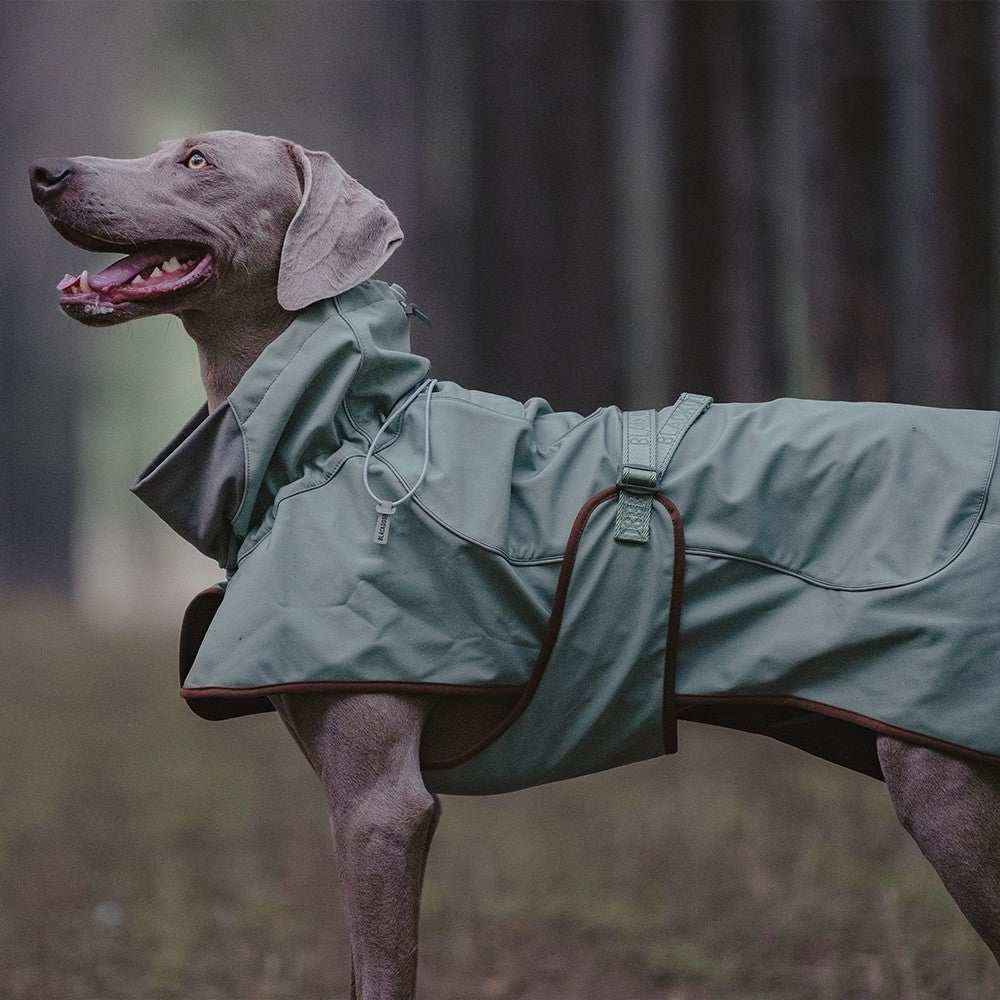 Weimaraner dog wearing a green waterproof coat standing outdoors in a forest setting