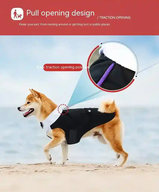 Shiba Inu dog wearing black pull-opening traction harness on beach with ocean background