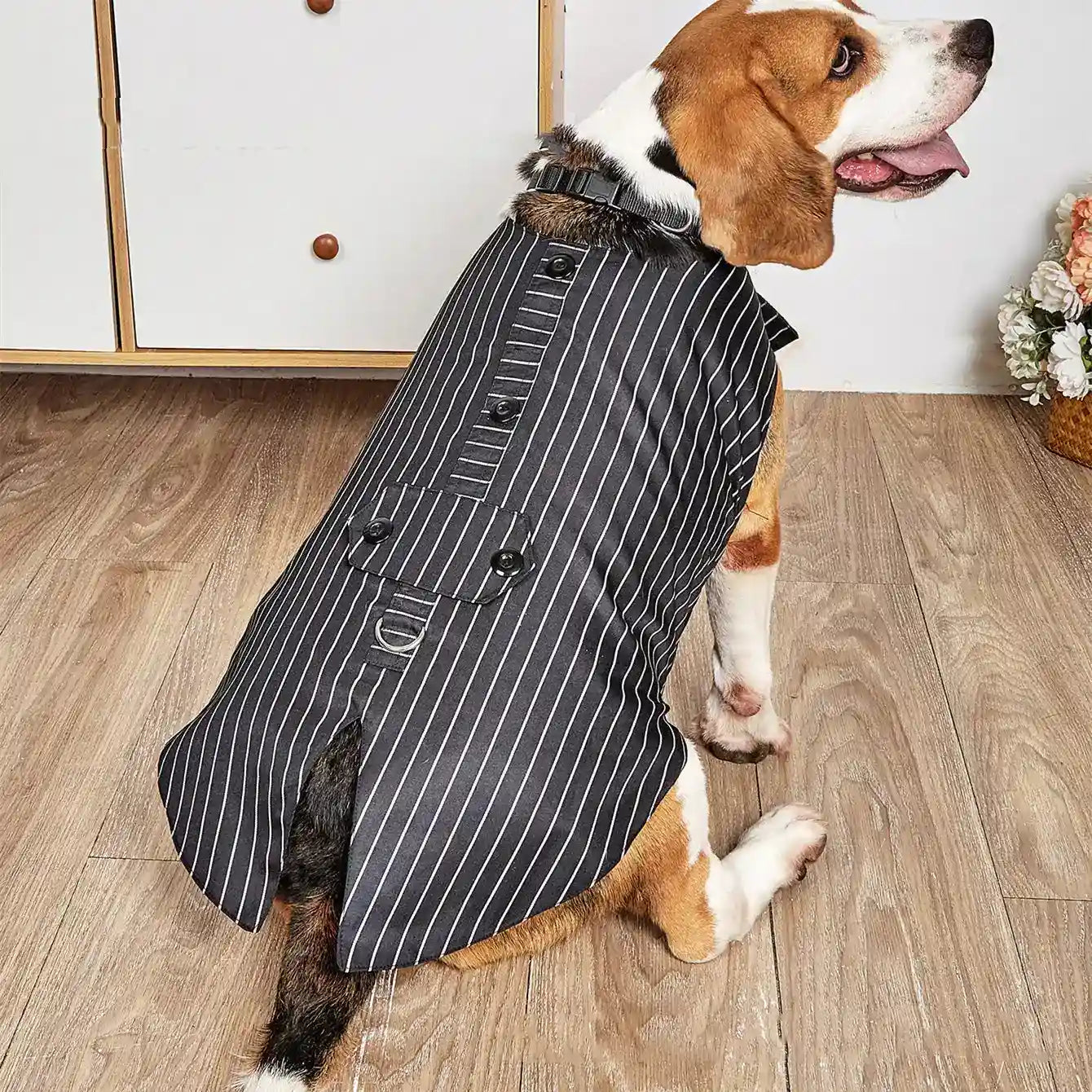 Beagle dog sitting indoors wearing a black and white pinstripe vest with buttons