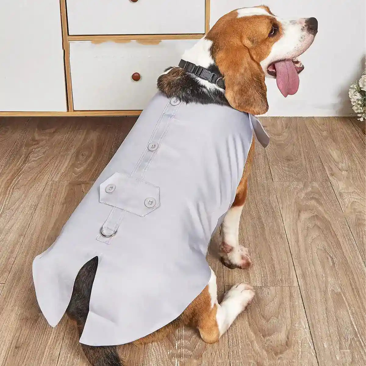 Beagle dog wearing a light gray shirt with buttons sitting on wooden floor indoors