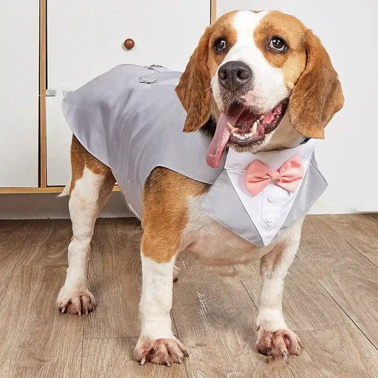 Beagle dog wearing gray tuxedo jacket and pink bow tie standing indoors on wooden floor