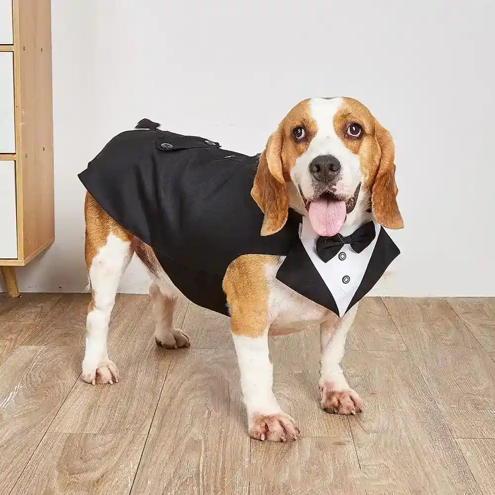 Beagle dog wearing black and white tuxedo outfit with bow tie standing on wooden floor