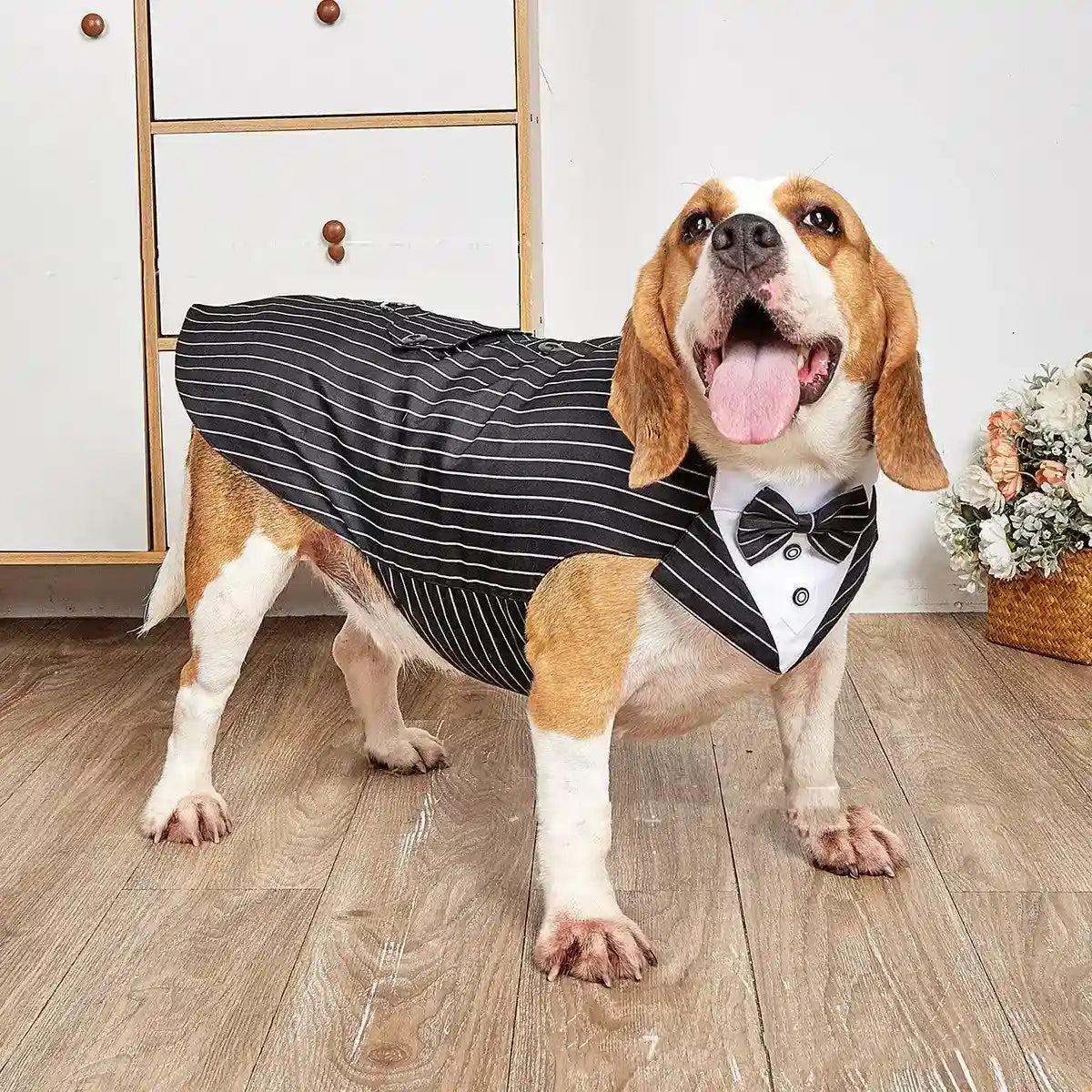 Beagle dog wearing black pinstripe tuxedo costume with bow tie standing on wooden floor