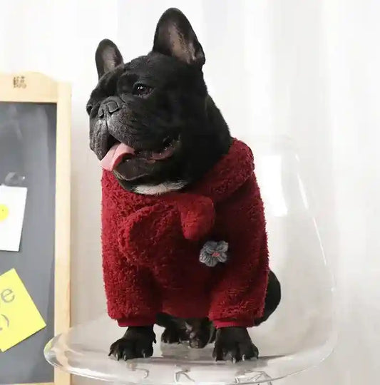 Black French Bulldog wearing cozy red sweater with flower detail sitting on clear chair