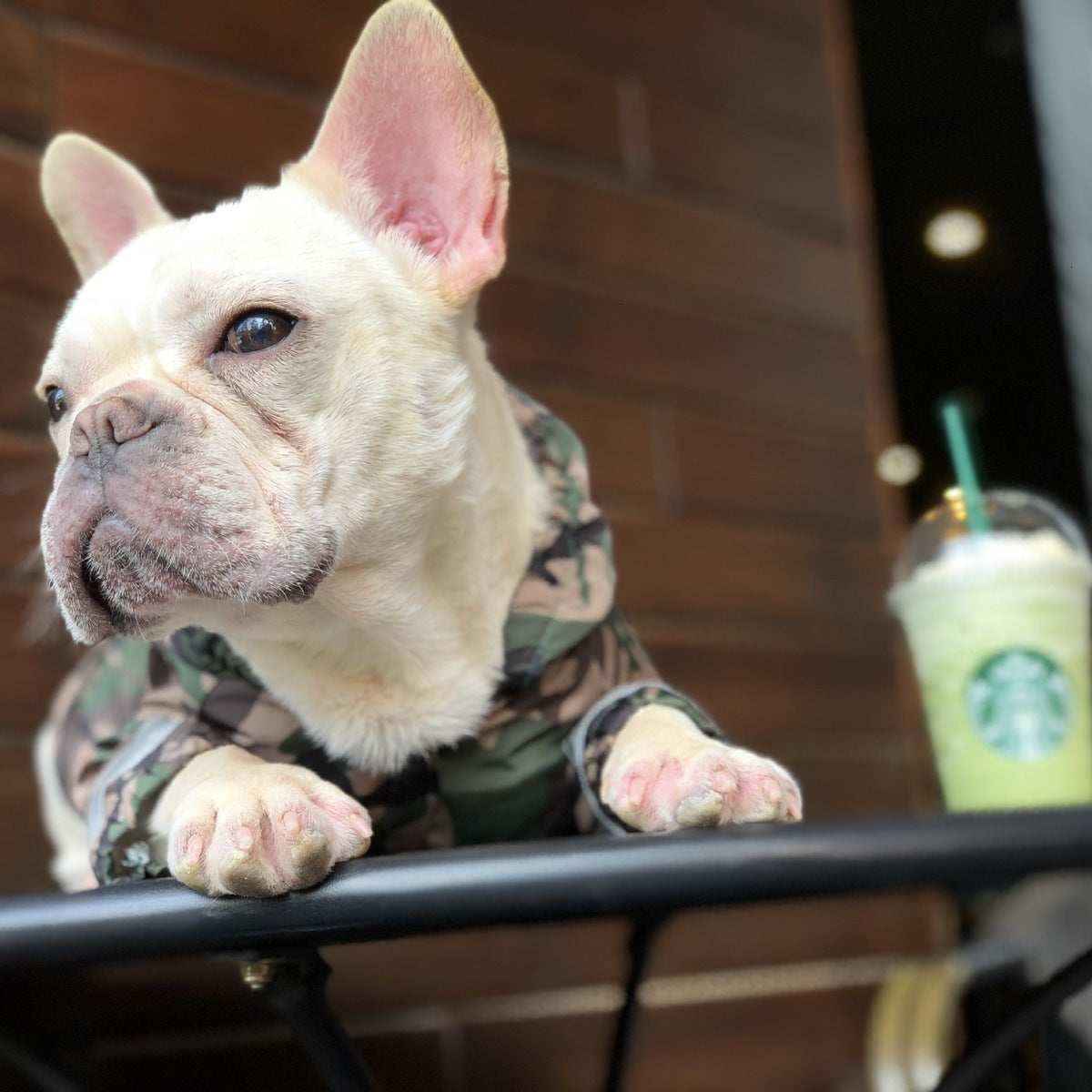 Impermeabile per cani e Bulldog francese riflettente "Manaus" by Dog Moda