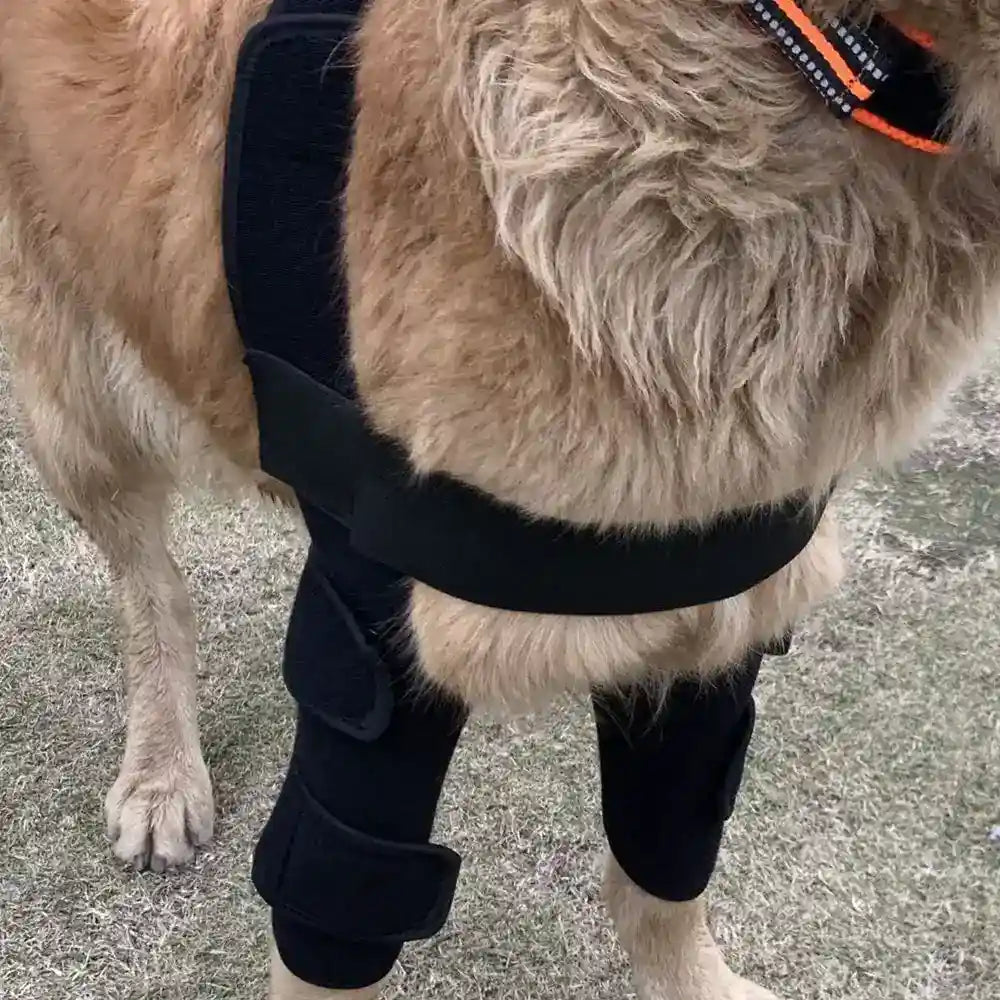 Tutore per zampe anteriori del cane by Dog Moda