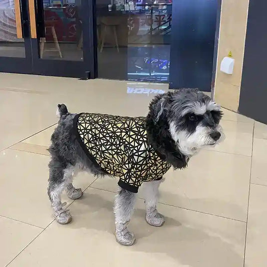 Giacca a Vento per Cani “Star” con Fantasia Dorata - Stile e Comfort per Barboncini e Non Solo by Dog Moda