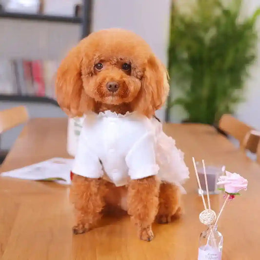 Small brown poodle dog in white outfit sitting on wooden table indoors with aroma diffuser
