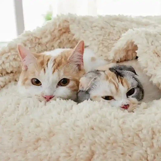 Two cats with orange and gray patches cozy under a fluffy cream blanket resting indoors