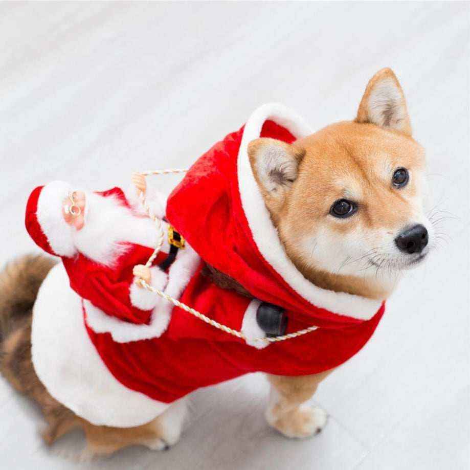 Magie Natalizie per il Tuo Amico a Quattro Zampe - Dog Moda