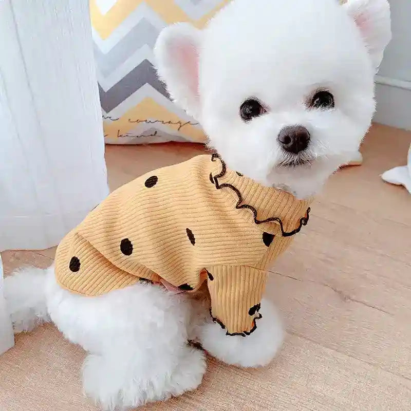 Small white dog wearing a yellow ribbed sweater with black polka dots sitting indoors on wooden floor