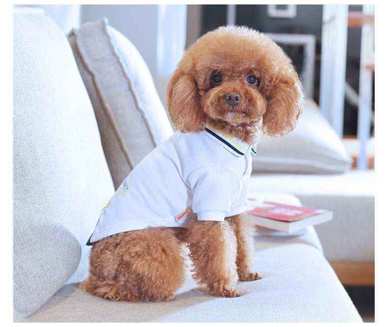 Small brown poodle wearing a white polo shirt sitting on a light gray couch indoors