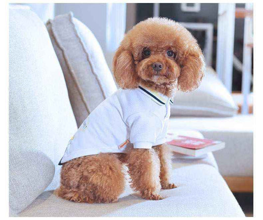 Small brown poodle wearing a white polo shirt sitting on a light gray couch indoors