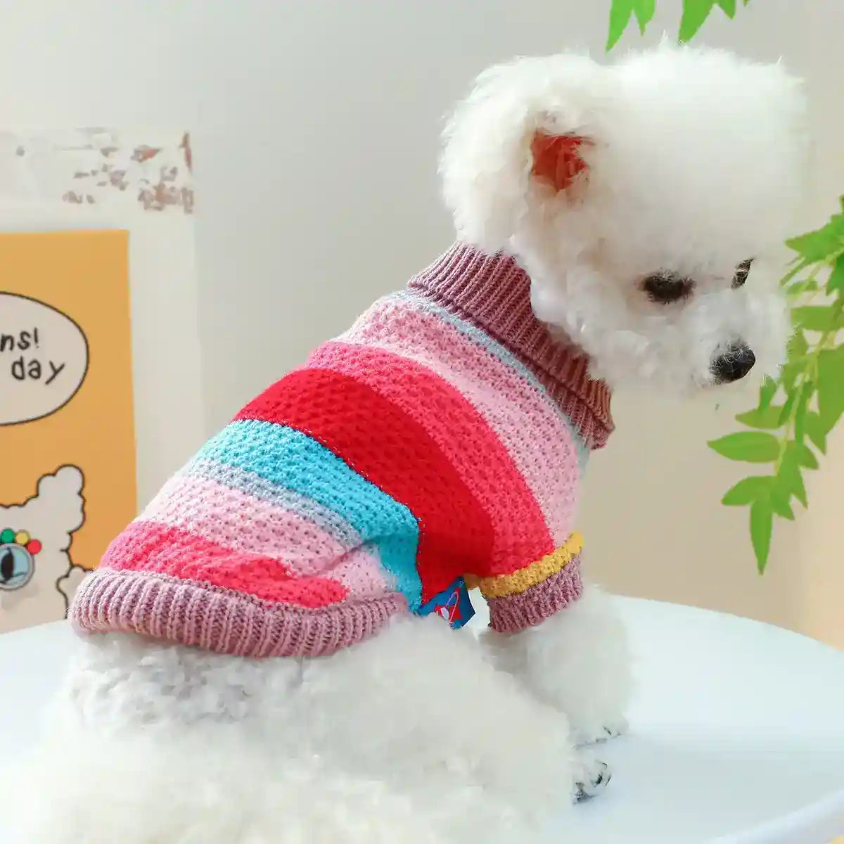 White poodle wearing colorful striped knitted dog sweater sitting on white surface indoors
