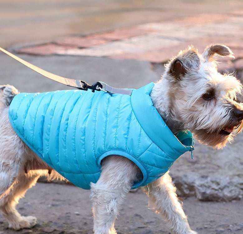 Small white dog wearing a blue padded jacket on a leash walking on a paved surface outdoors