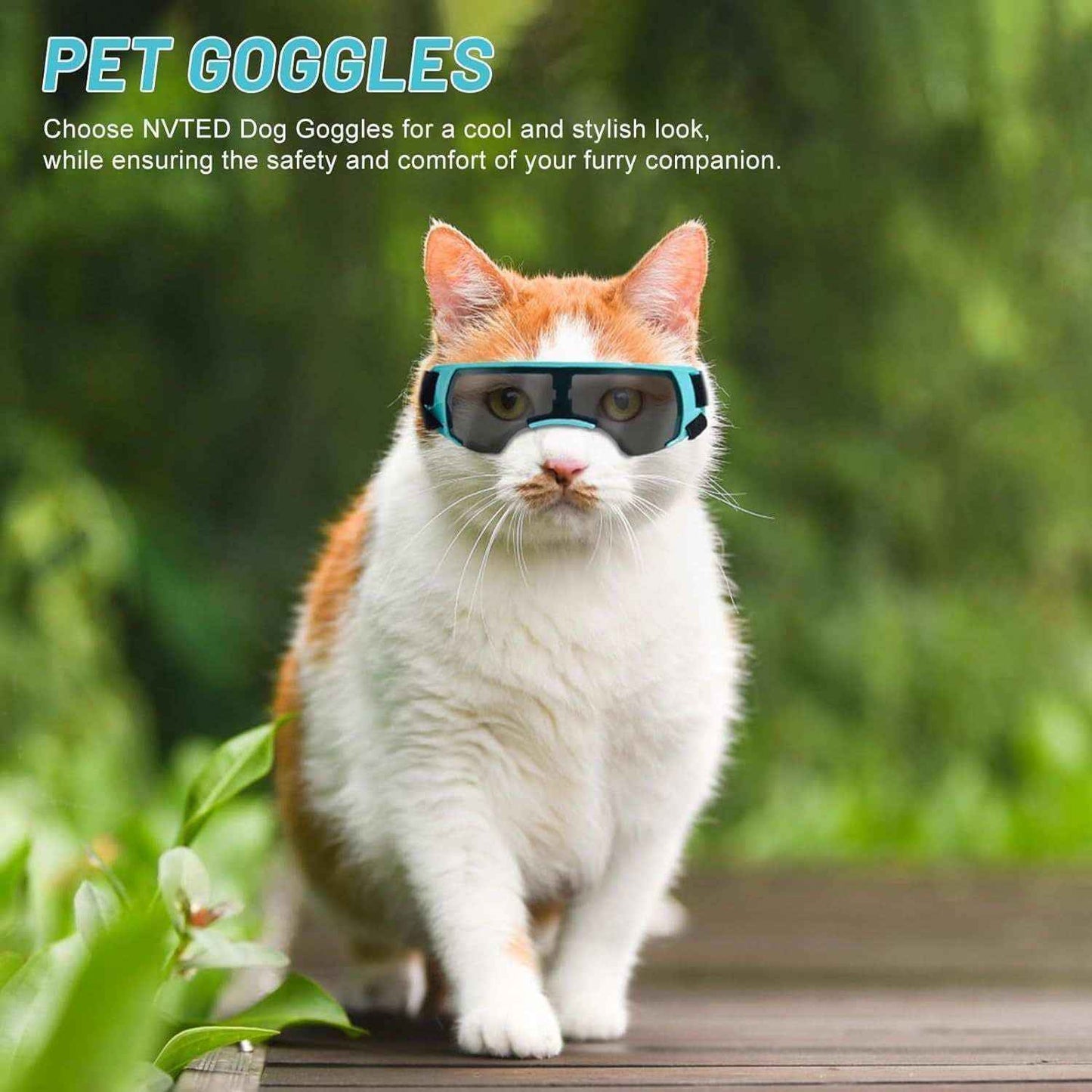 Orange and white cat walking outside wearing blue and black dog goggles on wooden path with green foliage background