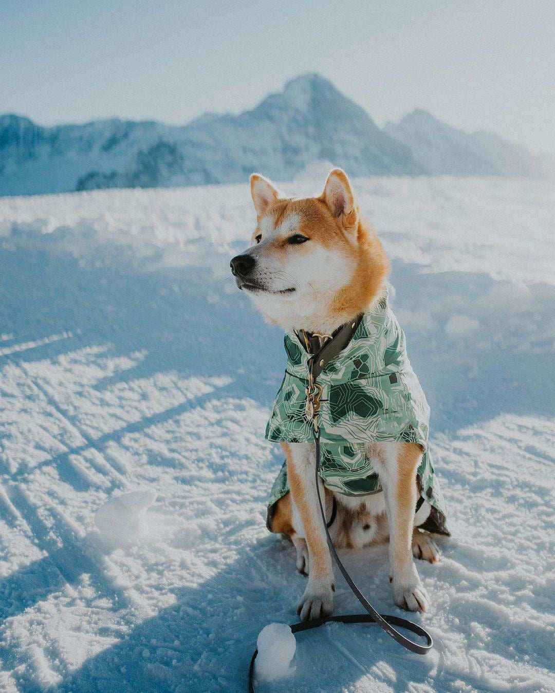 Cappotto trapuntato per cani "North Ice" – Protezione termica per le escursioni invernali by Dog Moda