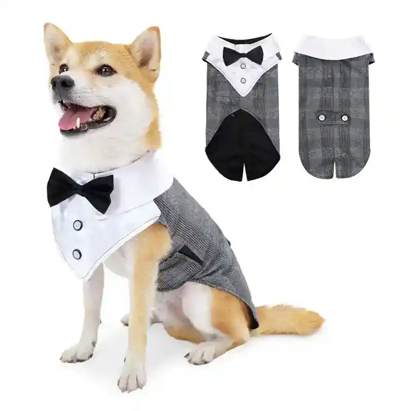 Shiba Inu dog wearing gray tuxedo pet costume with black bow tie and white collar on white background