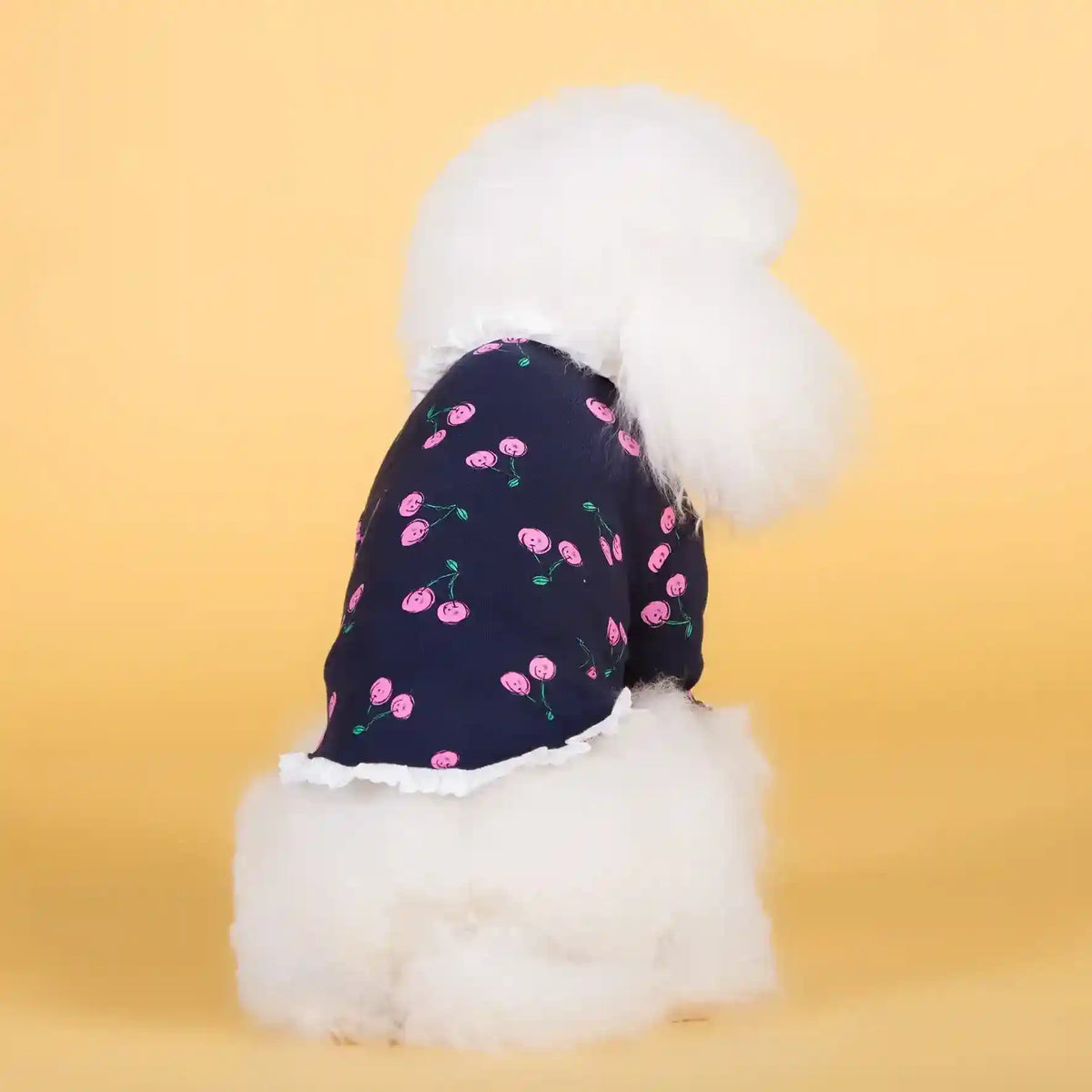 White fluffy dog wearing navy cherry print shirt with white lace trim on yellow backdrop