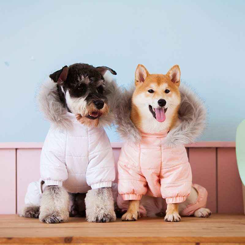 Two dogs wearing warm fur-lined hooded winter jackets, one in white and one in pink, sitting indoors