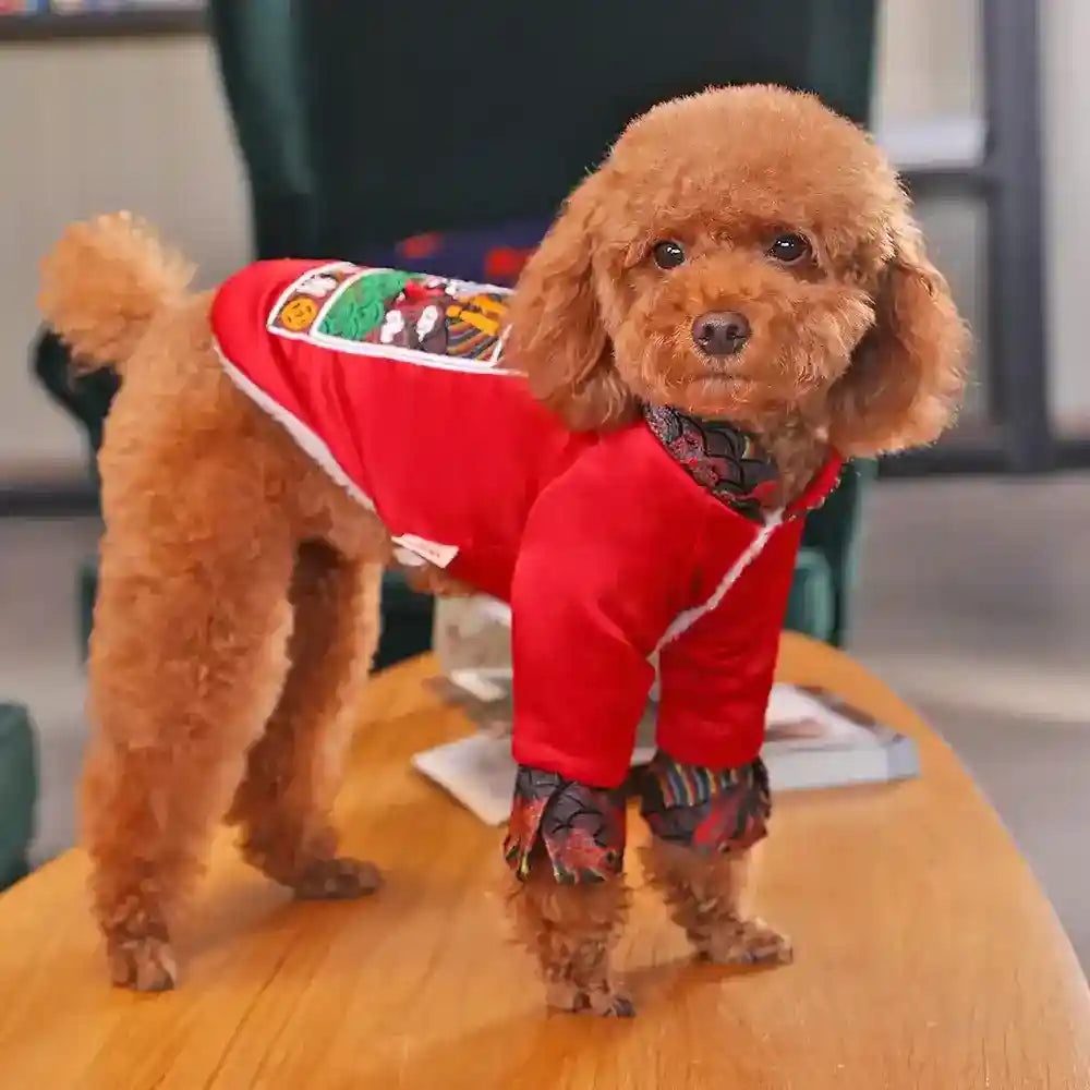 Small brown poodle standing on wooden table wearing red decorative dog outfit with colorful patterns