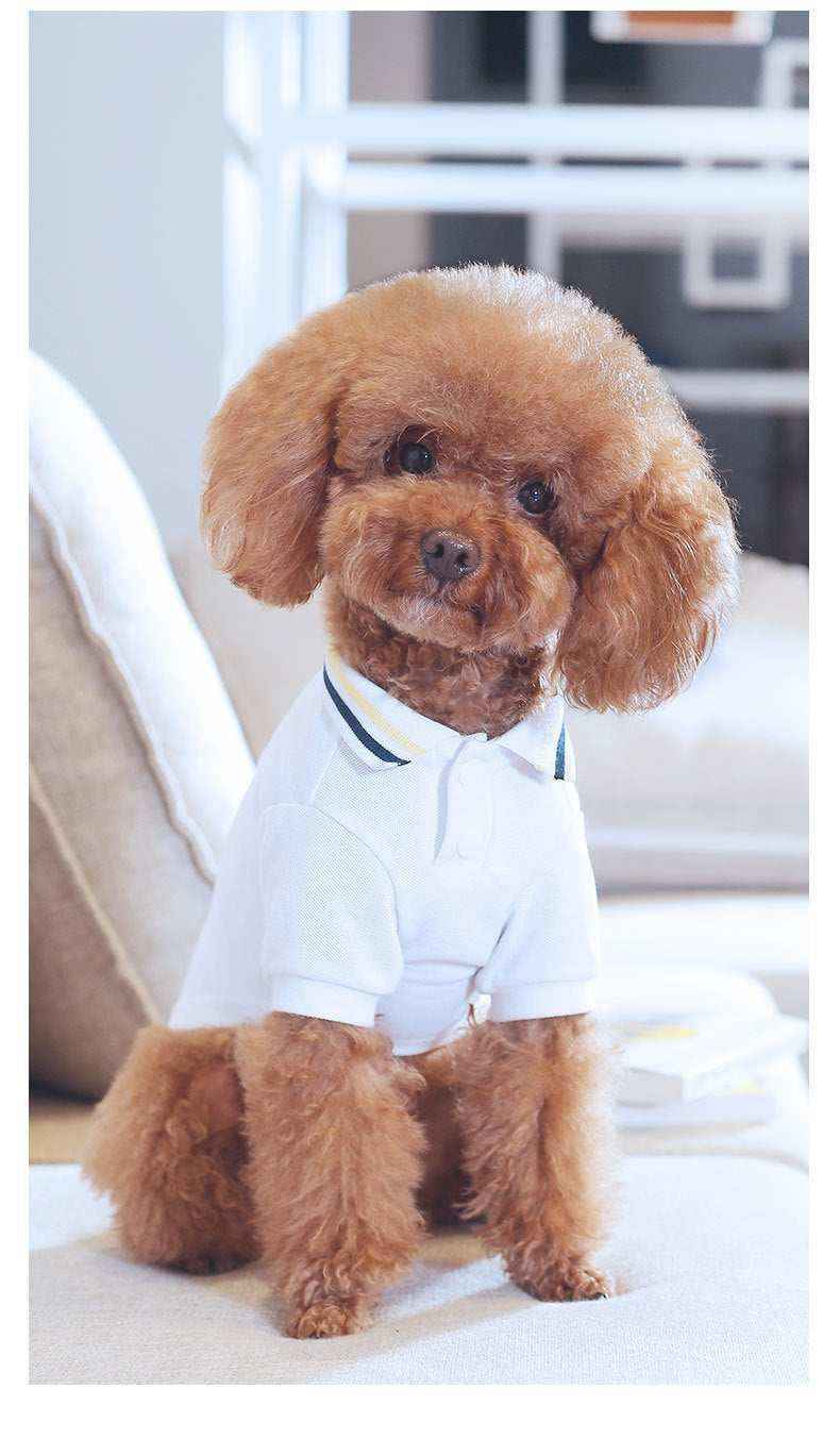 Cute brown poodle wearing a white polo shirt sitting on a beige sofa in a modern living room