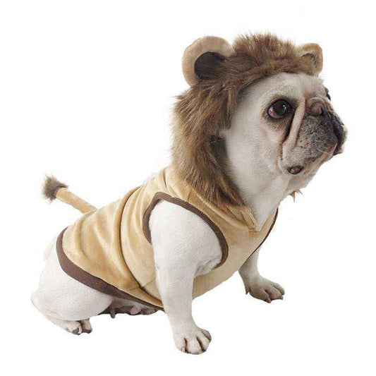 White French Bulldog wearing a tan lion costume with faux fur mane and tail against white background