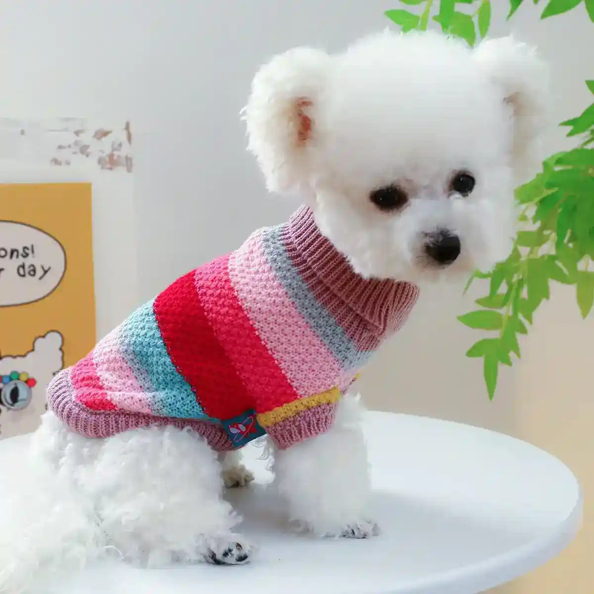 Small white fluffy dog wearing a colorful striped knit sweater sitting on a white table indoors