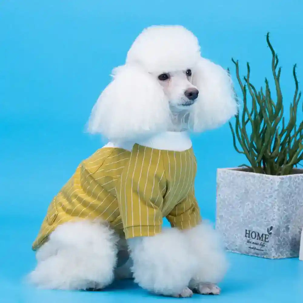 Abito elegante per cani con piccolo Papillon by Dog Moda