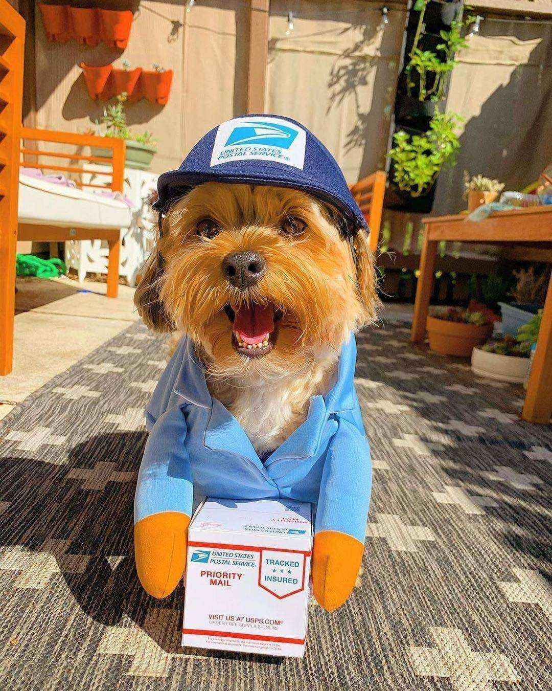 Costume per Cani "Corriere UPS" - Divertente, Comodo e Perfetto per Ogni Occasione! by Dog Moda
