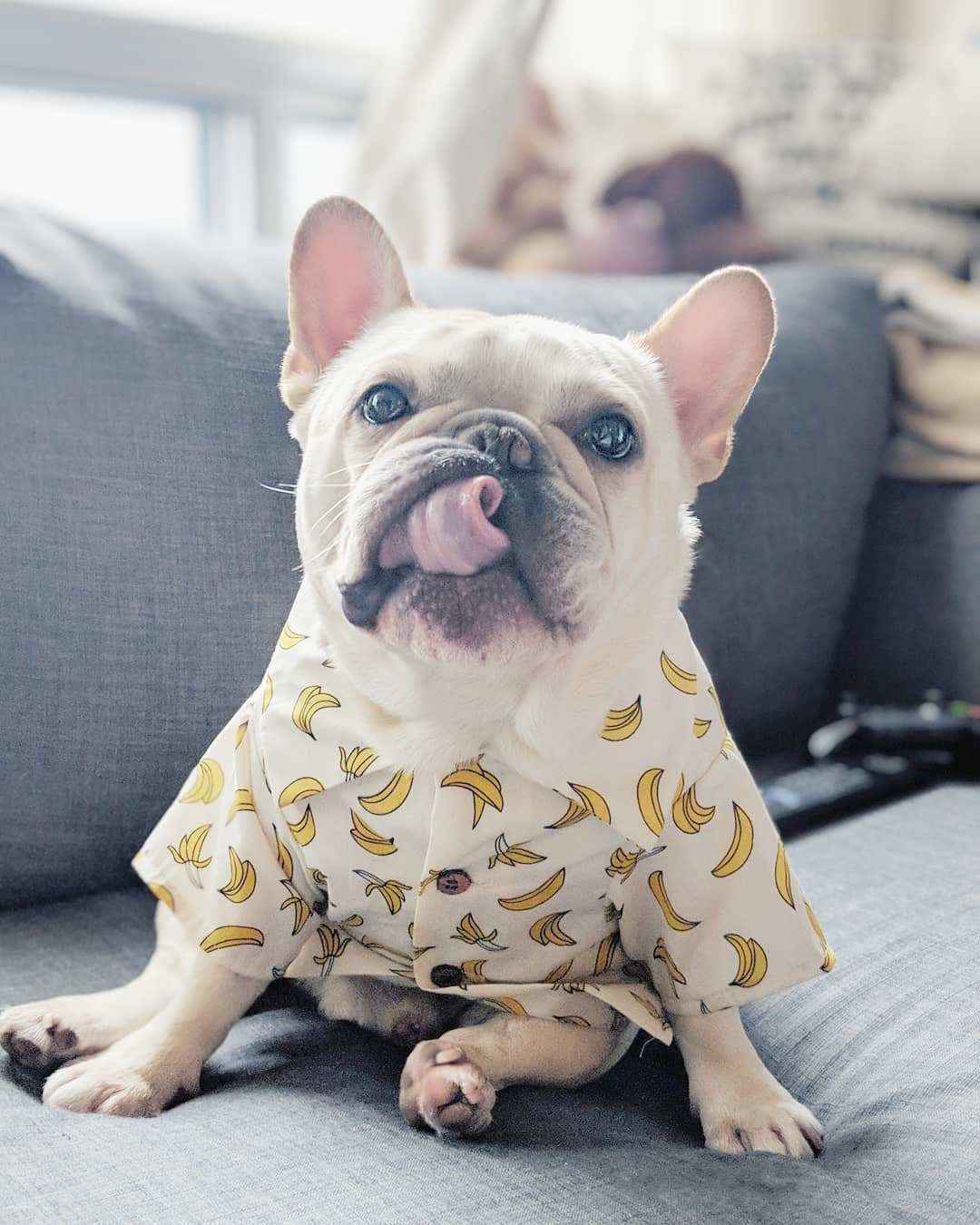 Camicetta per cani "Waikiki" by Dog Moda