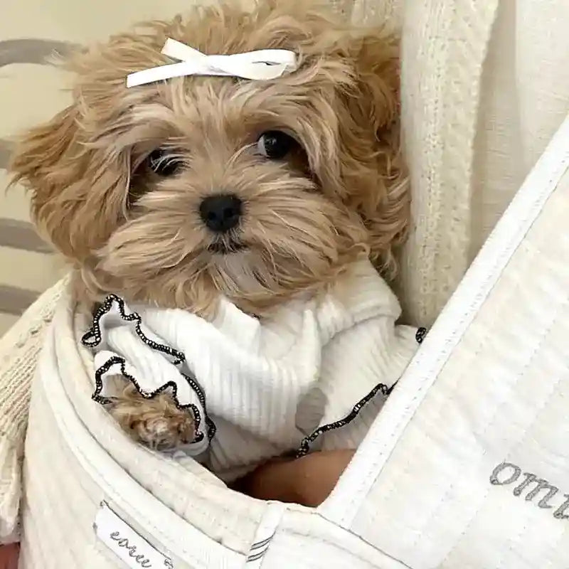 Maglietta per Cani Maltese con Fiocco - Rosa, Bianco o Nero by Dog Moda