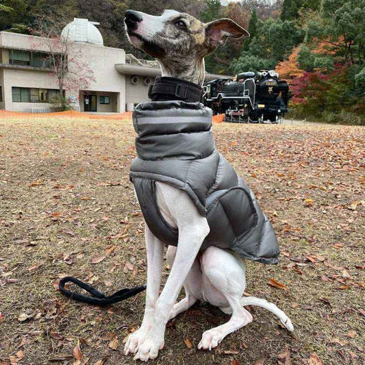 "Woom" Windproof Padded Dog Down Jacket