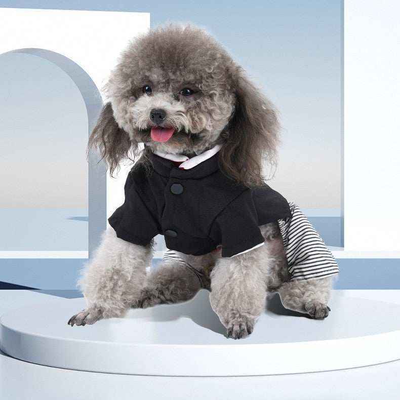 Gray poodle dog wearing black and striped pet clothing sitting on white platform with modern minimal backdrop