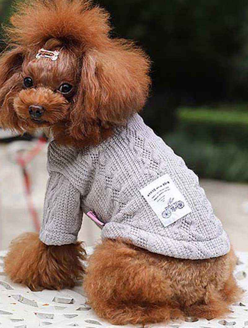 Small brown poodle wearing a gray knitted sweater with a label, sitting outdoors