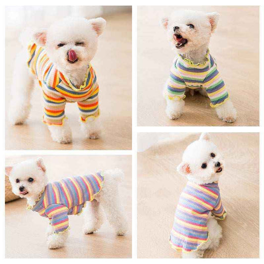 White fluffy small dog wearing colorful striped sweater posing on wooden floor in four views