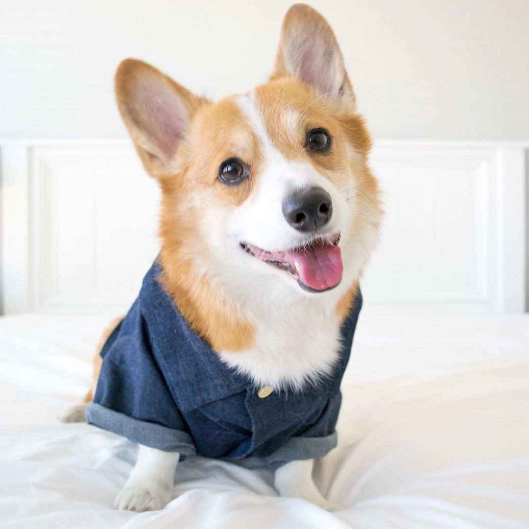 Camicetta per cani "Waikiki" by Dog Moda