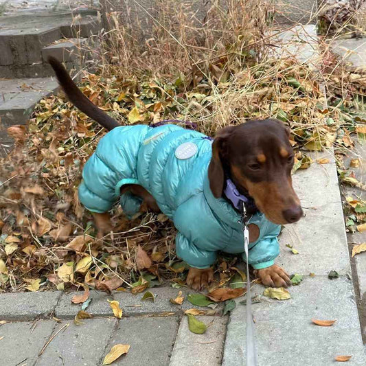 Dachshund Down Jacket "Balto" Model - Comfort and Style for Your Four-Legged Friend