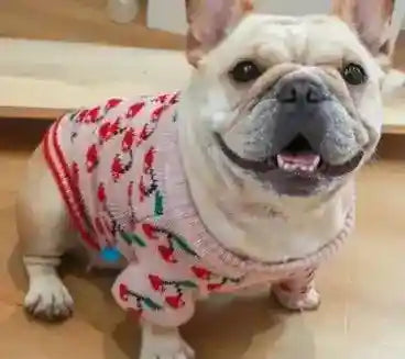 Maglione per cani ricamato con Babbo Natale 3d by Dog Moda